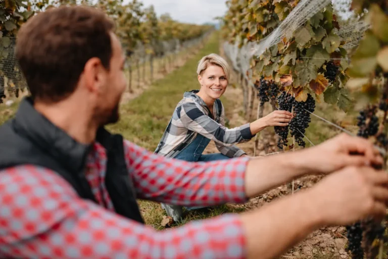 A man and woman harvesting grapes together in a vineyard, representing the restoration of a productive and healthy life.