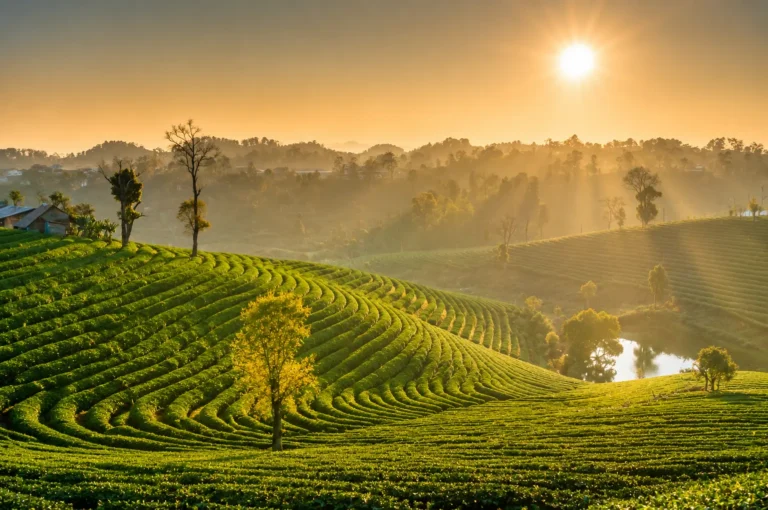 Teplantasje i bølgende åser i Chiang Rai ved solnedgang